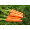 Export Best Quality Chinese Carrot